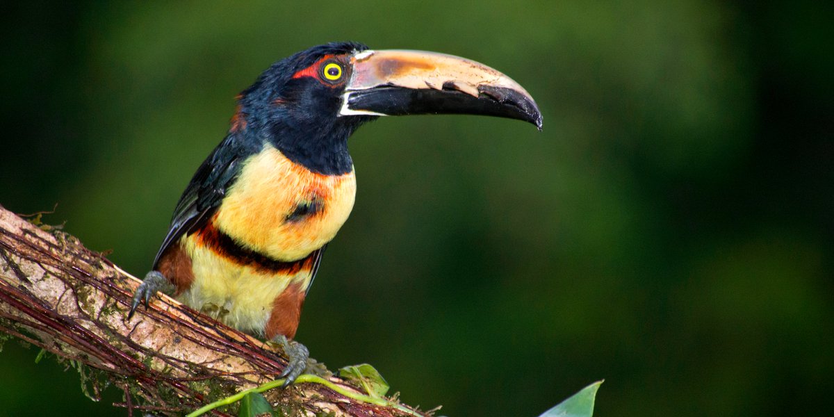 costa_rides's tweet photo. 🌴Explore the Fascinating World of Toucans in Costa Rica! 🇨🇷🌿 #VisitCostaRica #PuraVida #TheKingVulture https://t.co/PRoj2wZ1Yl