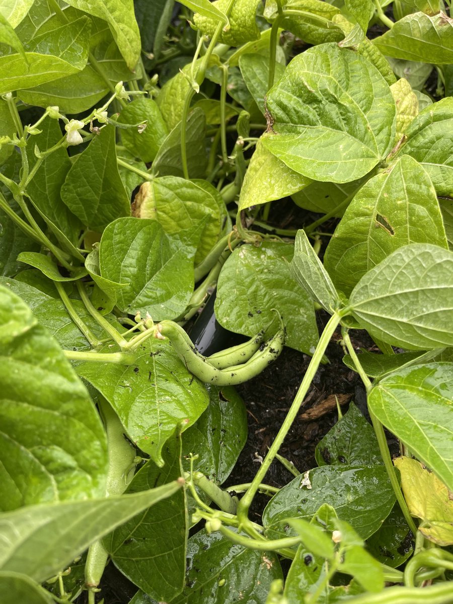 Kristen Morgan tweet media