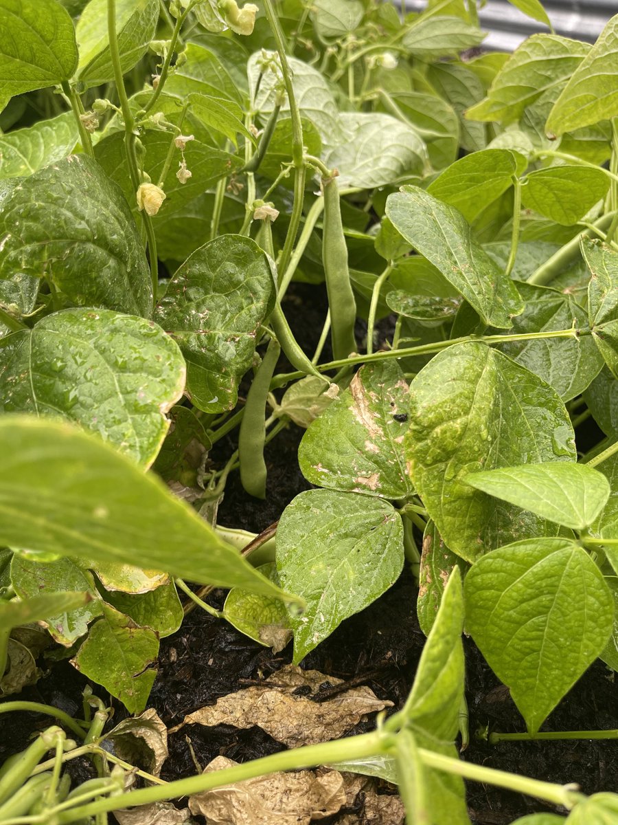 Kristen Morgan tweet media