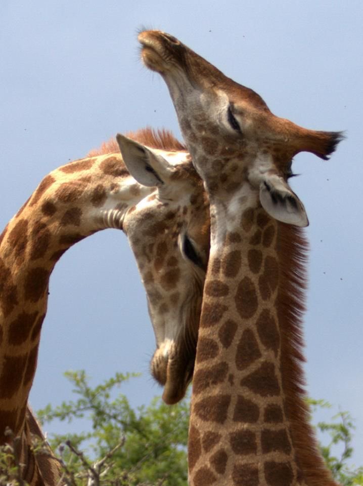 Picture perfect…🦒🤎
#WildlifeWednesday #Love