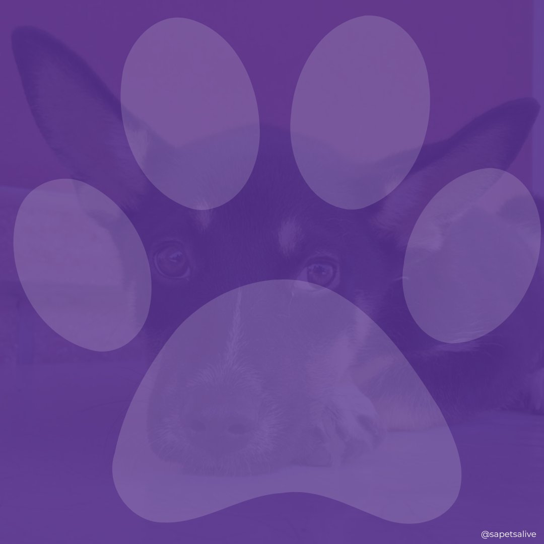 San Antonio Pets Alive! (@sapetsalive) on Twitter photo The need for animal rescue has never been greater, and <a href="/sapetsalive/">San Antonio Pets Alive!</a> believes that together, we can make a difference! Visit sanantoniopetsalive.org to foster, adopt, or donate. Share this purple paw to spread the message of Paws-itivity and our life-saving mission. #SAPetsAlive The need for animal rescue has never been greater, and <a href="/sapetsalive/">San Antonio Pets Alive!</a> believes that together, we can make a difference! Visit sanantoniopetsalive.org to foster, adopt, or donate. Share this purple paw to spread the message of Paws-itivity and our life-saving mission. #SAPetsAlive