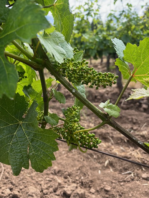 Summer Events and Tastings + Bloom Updates! - mailchi.mp/783188bb5e18/s…