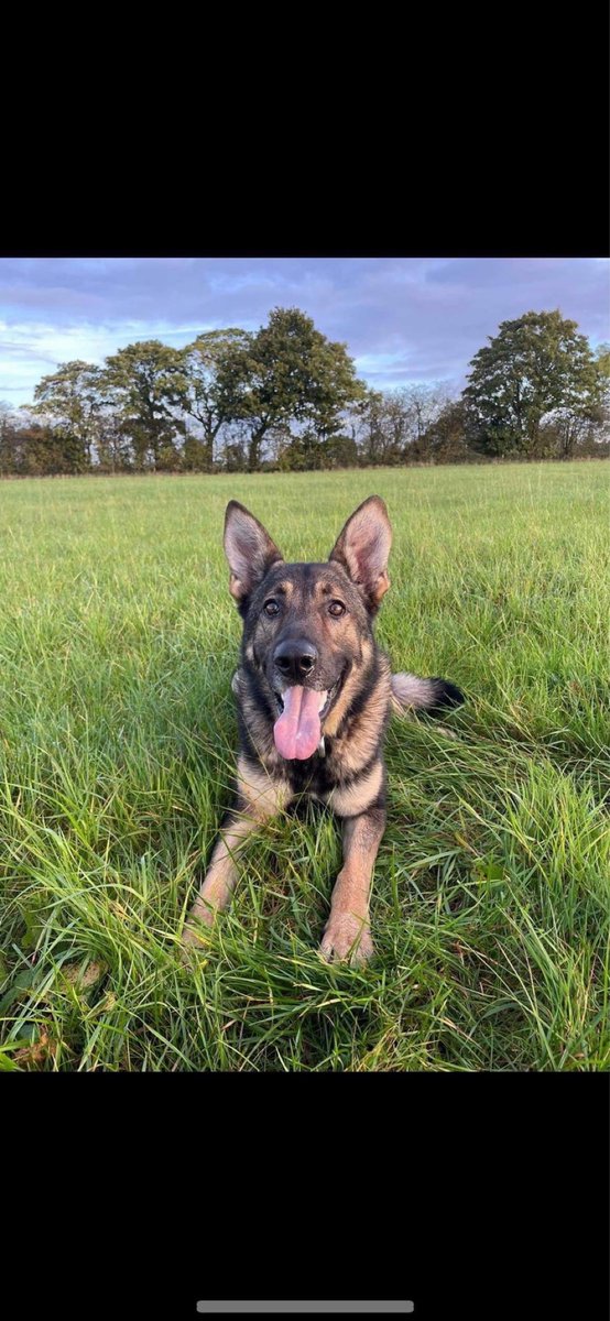 GMPDogs's tweet photo. During the course of shifts we always do a bit of training to keep the dogs on top form.
Well PD Stanley completed his training,then his handler spotted a stolen car.
Pd Stanley was deployed to locate the fleeing offender.
#training #reality🐾 https://t.co/F2HkRuf1S0