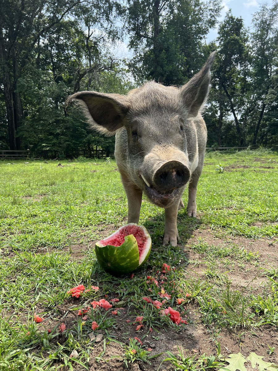 Antonio enjoys an 11th birthday watermelon all to himself 🍉 Send him some birthday wishes!!