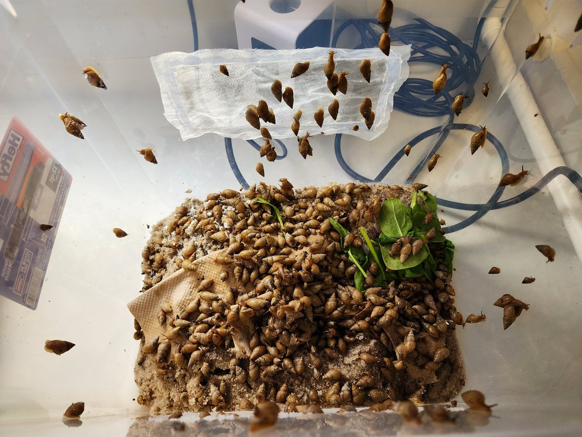 Have you ever thought to yourself, "I wonder what 900+ snails look like?"
Excited for this collaboration with <a href="/UFCitrusBugs/">UFCitrusBugs 🍊🐞</a> and <a href="/UFwatersan/">Sandra Guzmán</a> !