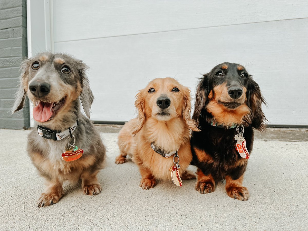 lifewithweenies's tweet photo. @Phil_Sledge https://t.co/Y2SLrgP4sZ