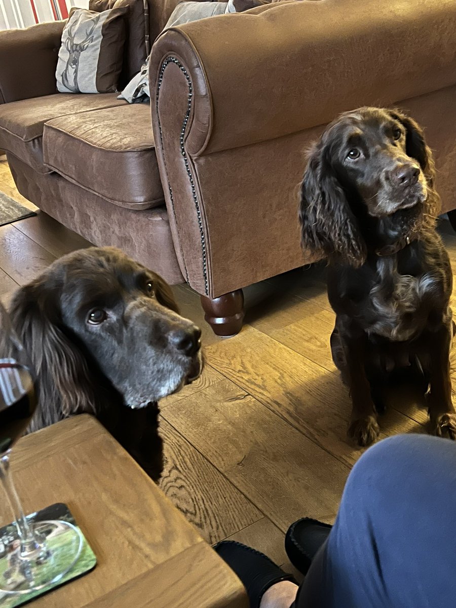 yarmySue's tweet photo. @SpanielCooper1 Yarm North Yorkshire #woodysprocker and #rolococker say Hi! https://t.co/ndRrBUcgSY