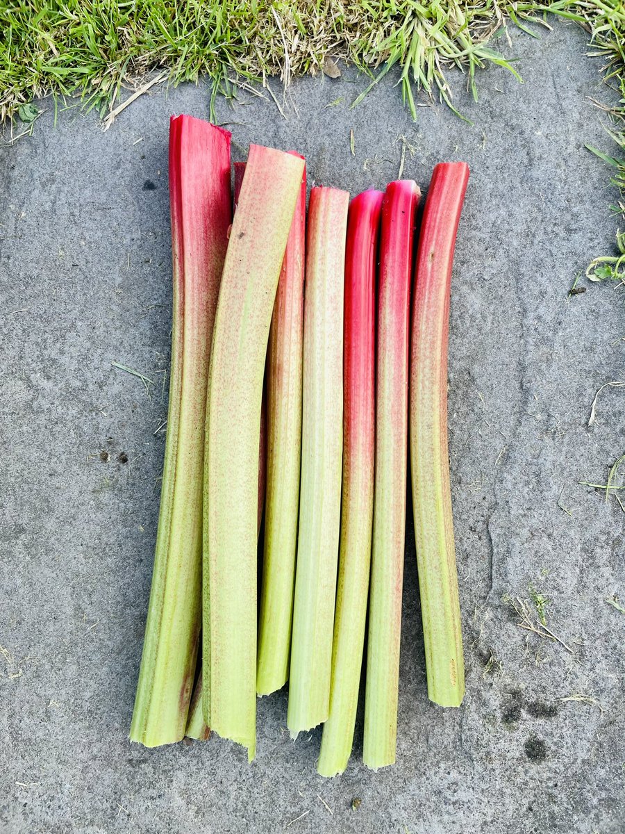 DannyLongbottom's tweet photo. We may not live in the official Rhubarb Triangle of Yorkshire but I’ll take this.. #keepsgrowing #yorkshire https://t.co/l2MeHl5wFZ