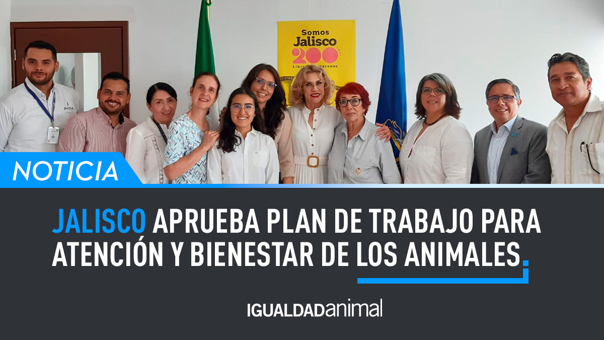 IA_Mexico's tweet photo. Igualdad Animal se involucró activamente en lograr tener el plan de trabajo que regirá la actividad del Consejo para la Atención y Bienestar de los Animales del Estado de #Jalisco, el cual acaba de ser aprobado de forma unánime. Entérate de todo aquí https://t.co/qPHa2LY976 RT https://t.co/qO9cj1lrp7