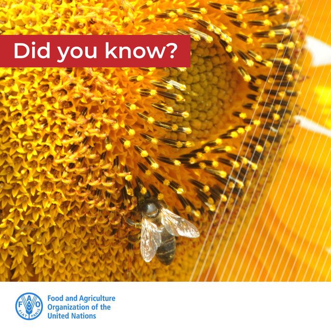 FAOLivestock's tweet image. Queen bees and swarms:

🔸are bred and selected for genetic improvement
🔸increase #pollination services
🔸can be an additional source of income

🐝🐝🐝🐝

👉More about #bees and #beehive products: bit.ly/38xlak7