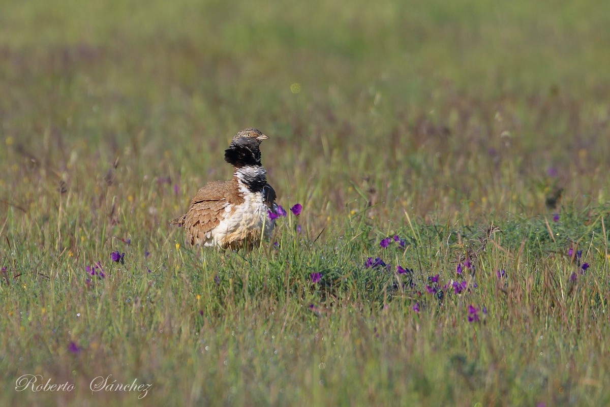 Cientistas alertam para risco de extinção desta ave em Portugal. A população de sisão (Tetrax tetrax), ave emblemática do Alentejo, está em declínio acentuado há mais de 20 anos. wilder.pt/historias/cien…