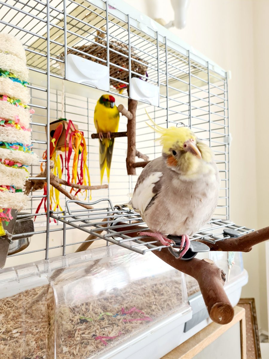 LadySakuraDoll's tweet photo. Cuties🥹
#birb #cockateil #kakariki #parrot https://t.co/Fuzlw6hJ52