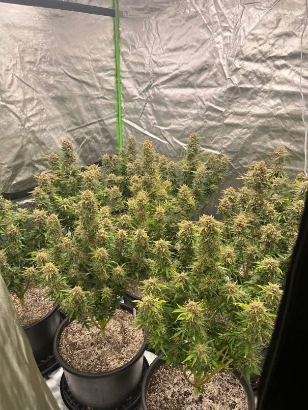 This tall strain grows between 110-150cm and takes 10-11 weeks from seed to harvest, developing multiple flowering sites that boast bright green buds and a terpenic blend of sweet, berry and diesel that makes for wonderful extractions and leaves a great delicious taste that