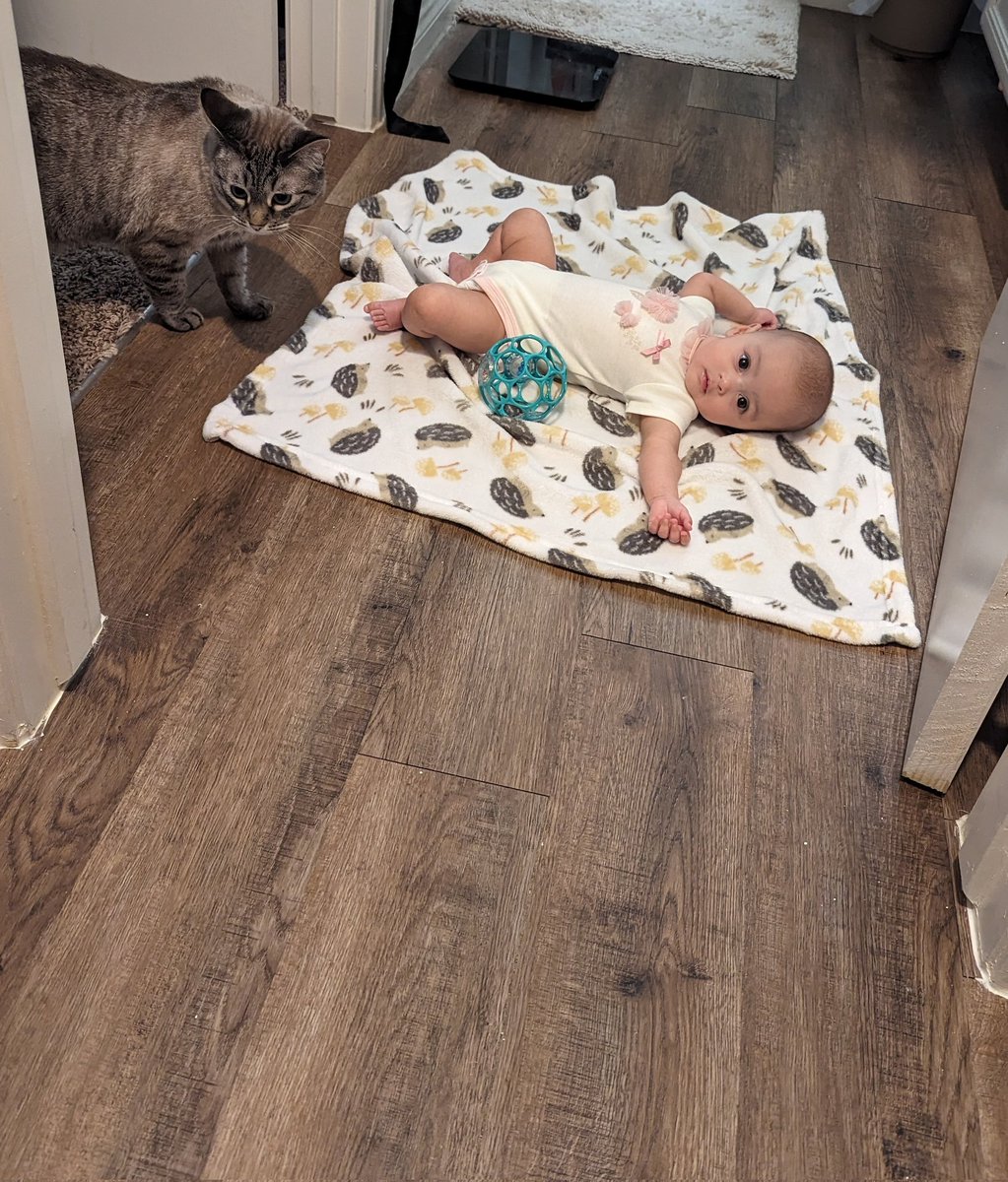 Jesssmonet's tweet photo. I have quite the audience every time I go to the bathroom https://t.co/8gVigBhkMI