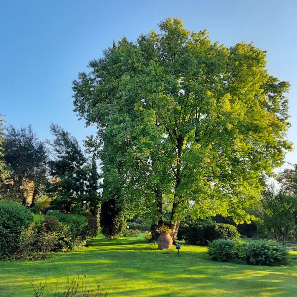 GiardiniMGF's tweet photo. Shade of  ̶g̶r̶e̶e̶n̶ nature 🌿🌳 Visita adesso il nostro sito --> https://t.co/6ZDXnXGiBE
 #GiardiniMGF #MGFpiante 
Pagina vivai--> @vivaimgf  #gardendesign #landscapedesign #gardenconstruction #gardenproject #progettazionegiardini #giardinaggio #giardini #giardino #gardening https://t.co/dOYGIMJOso