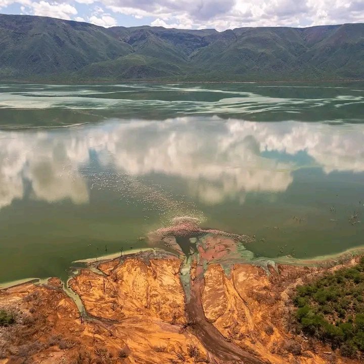 KopeTours's tweet image. Time to explore Lake Bogoria; it has over 200 hot Springs and 17 geysers , the highest concentration in Africa making this a unique place to travel to .

You can easily book this experience,
Call us on +254717868110 
Email info@kopetours.com,
#travelplanning #Travel #explo