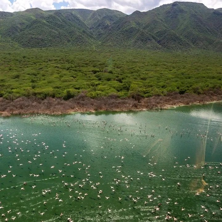 KopeTours's tweet image. Time to explore Lake Bogoria; it has over 200 hot Springs and 17 geysers , the highest concentration in Africa making this a unique place to travel to .

You can easily book this experience,
Call us on +254717868110 
Email info@kopetours.com,
#travelplanning #Travel #explo
