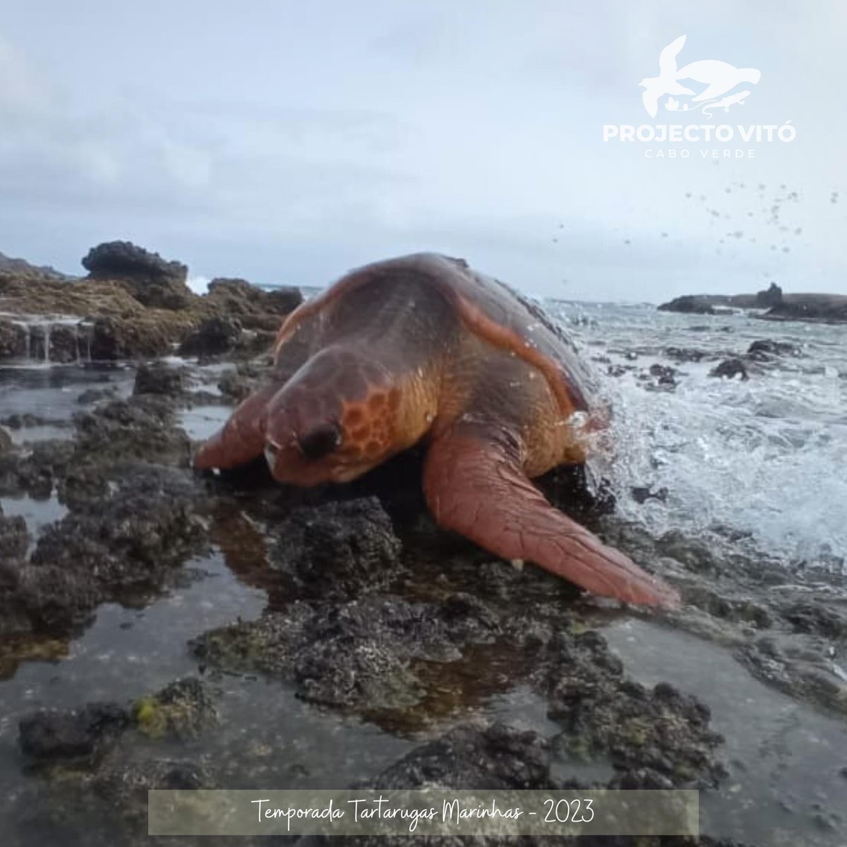 projecto_vito's tweet photo. FIRST RECAPTURE OF THE SEASON After 5 years, this turtle was found again on the Cima islet, where it was previously marked. #IntegralNatureReserve #RomboIslets #CimaIslet #ProjectoVitó https://t.co/WgG8wwpSmG