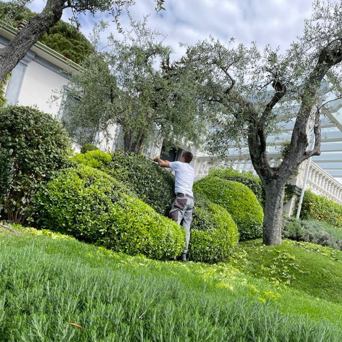 GiardiniMGF's tweet photo. Potatura siepe - visita adesso il nostro sito e scopri tutti i servizi --> https://t.co/FGa66uCaJD
#GiardiniMGF
#MGFpiante
#gardendesign #landscapedesign #gardenconstruction #gardenproject #progettazionegiardini #giardinaggio #giardini #giardino #gardening #gardenlovers https://t.co/dBspbMafTl