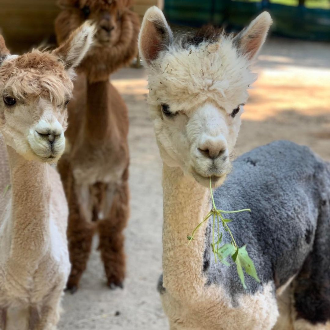Come meet our adorable 30 alpacas, 3 donkeys, 2 dogs, 4 cats, and chickens!

Schedule your visit today! Visit lralpaca.com to learn more.

#animalsanctuary #farmanimalrescue #farmanimalsanctuary #farmsanctuaries #vegan #animallovers #AnimalRescue #animals #farm