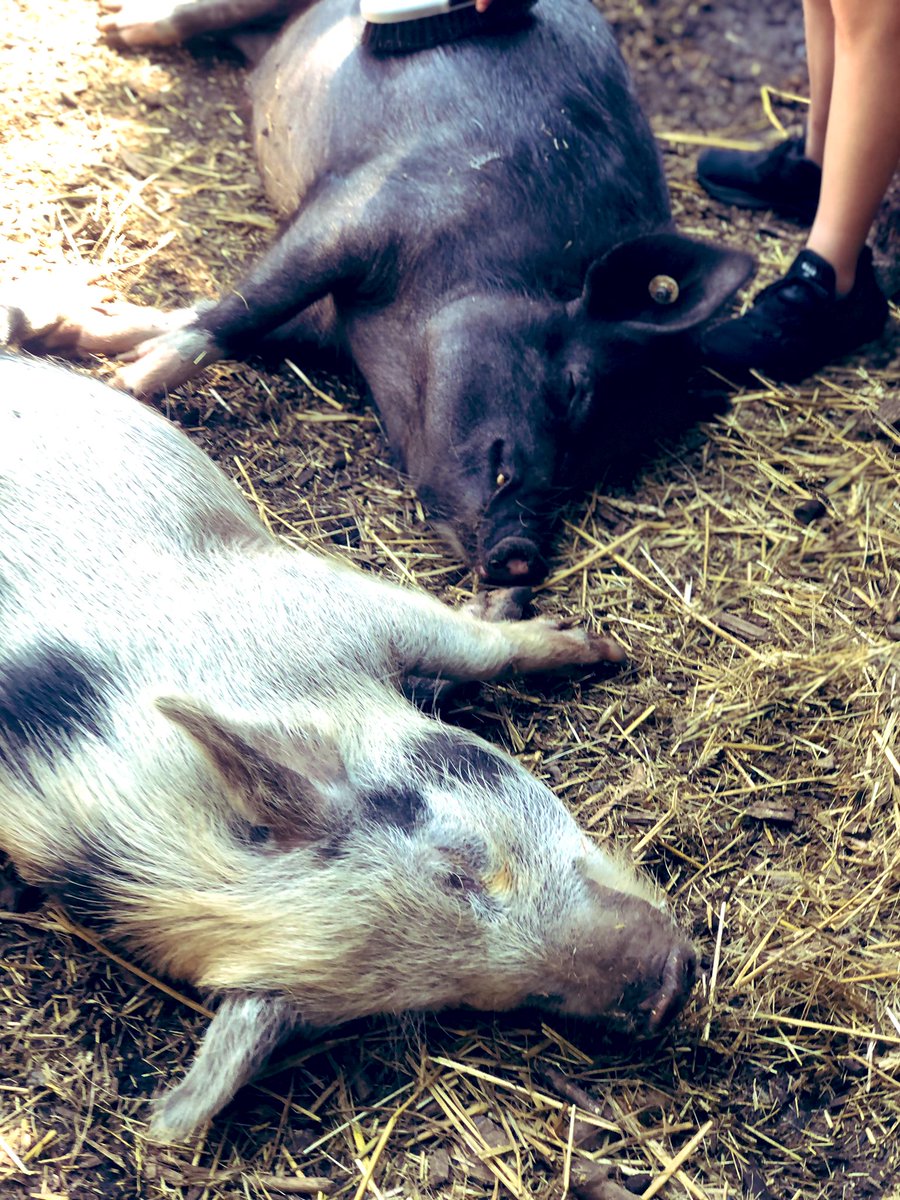 The Waterside Pigs tweet media