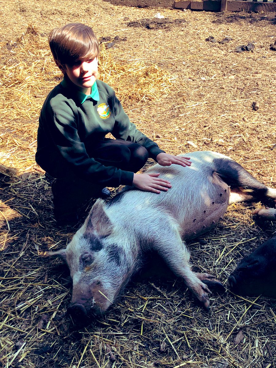 The Waterside Pigs tweet media