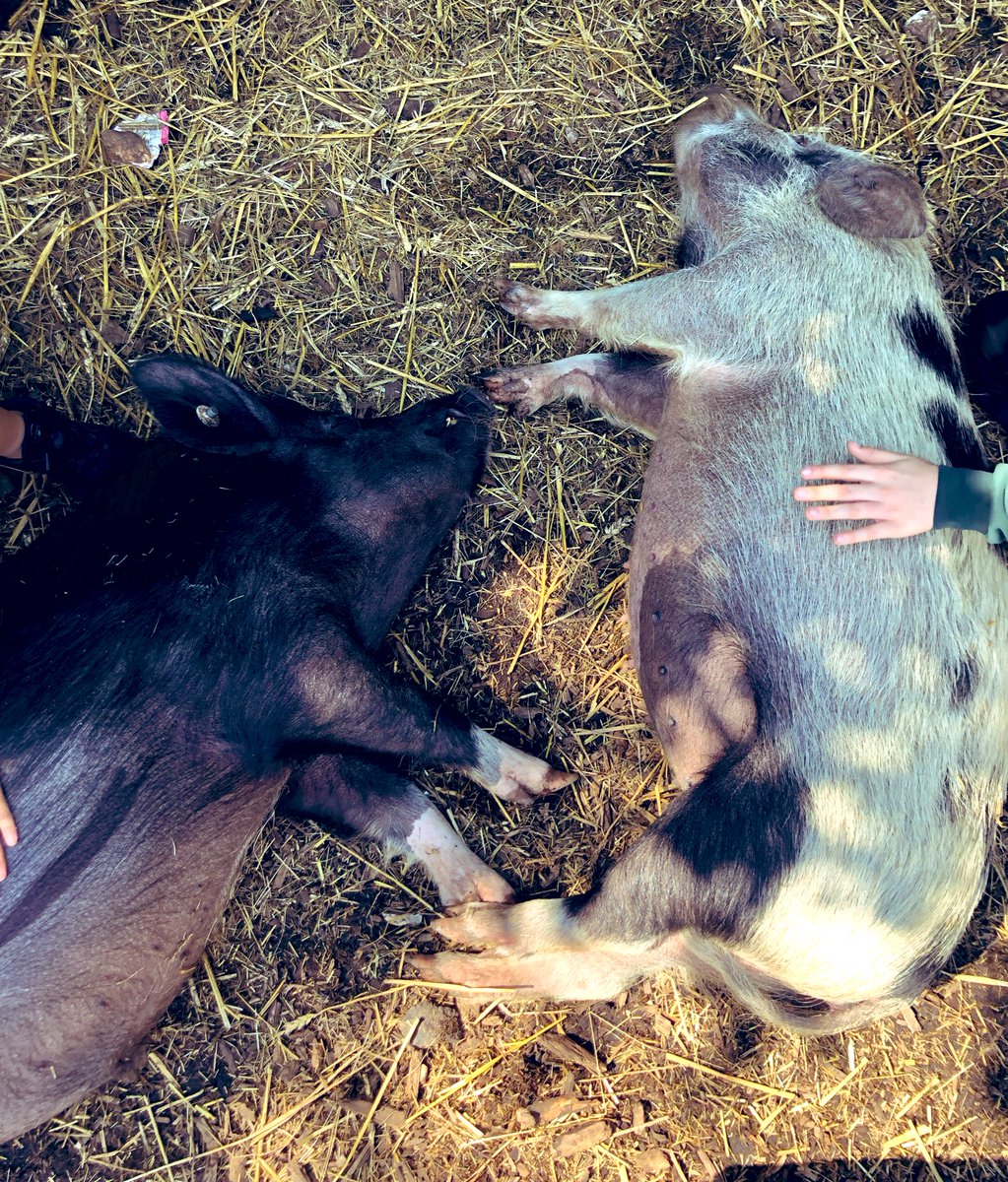 The Waterside Pigs tweet media