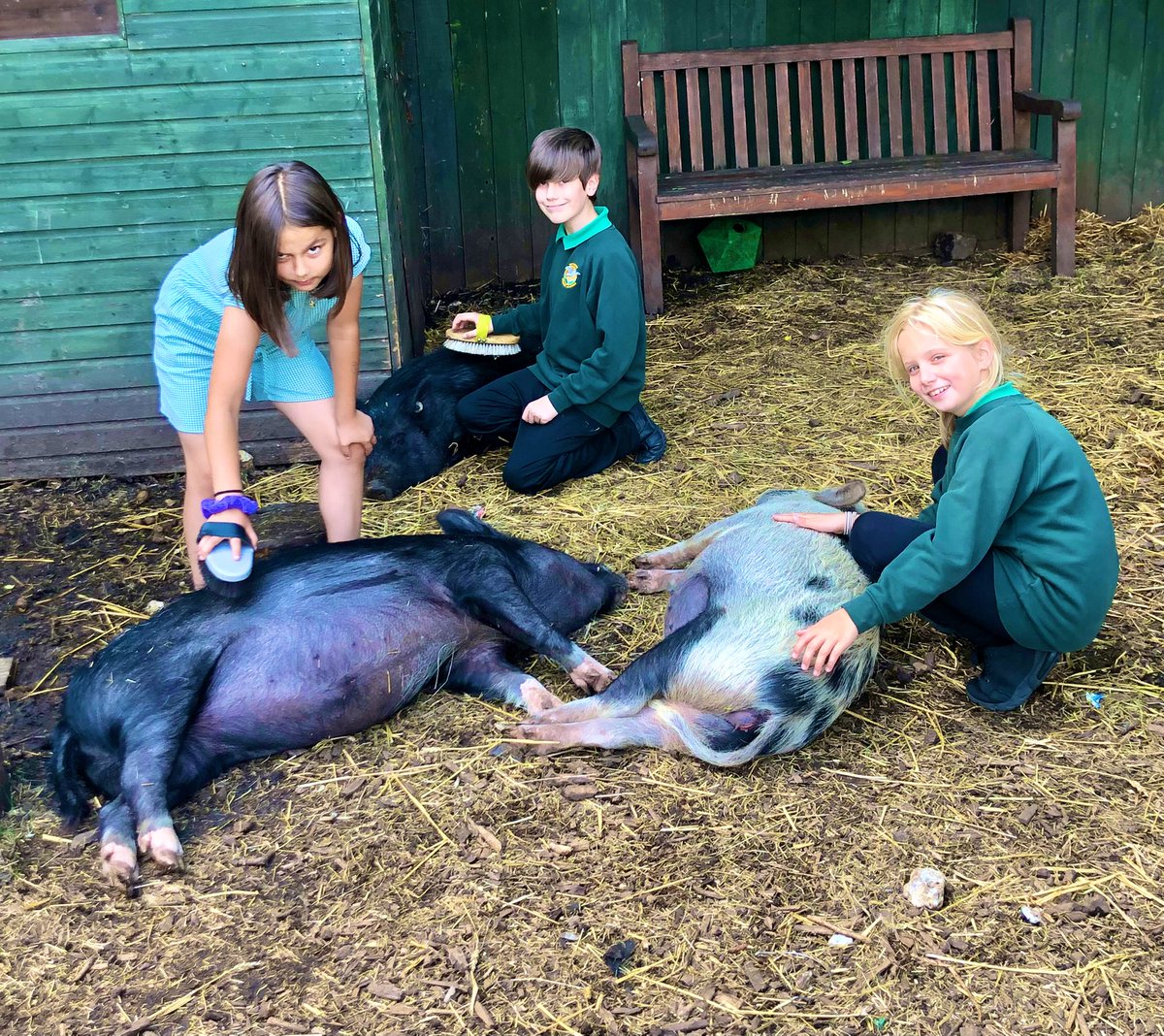 The Waterside Pigs tweet media