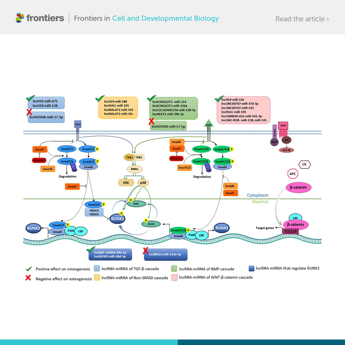 FrontCellDevBio's tweet photo. Want to know more about lncRNAs and miRNAs roles as key regulators of osteogenic differentiation?

Read Dr. Lanzillotti et al. review here 👇
https://t.co/rCwTE2qbG9

@UniFerrara @JC_Rotondo
#CellDevBio #lncRNA #miRNA #mesenchymalstemcell https://t.co/ZJVjkpHwPJ