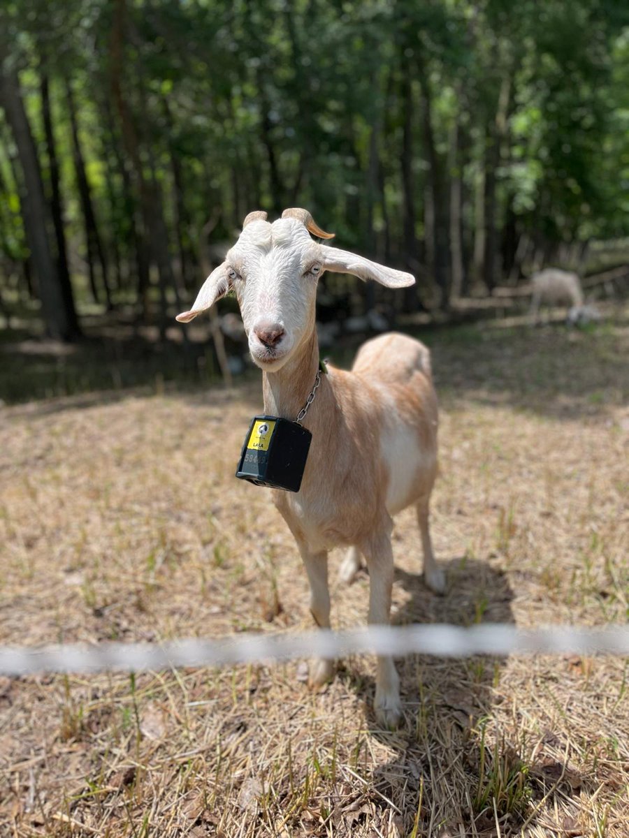 Our City Hall goats are the baaaa-est! The @The Munch Bunch goats are still hard at work clearing out the buckthorn. Stop by to see their progress!