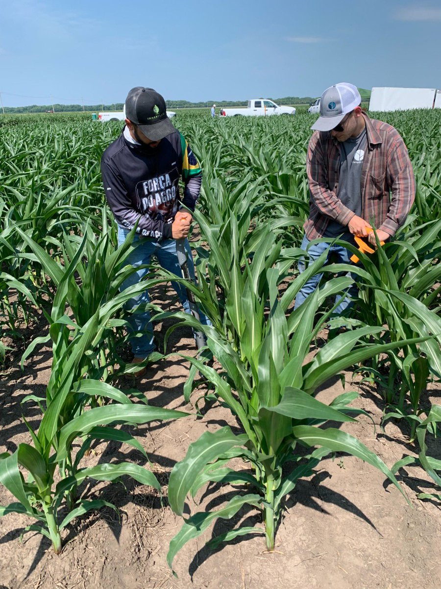 Ciampitti Lab on Twitter "Corn Experiment in Wamego, KS! Last week we