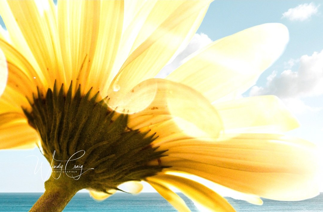 Beach Daisy

etsy.com/listing/151317…

#Flowers #macro #summer #daisy #AYearForArt #buyintoart #artmatters #GiftIdeas #WallArt #windycraig #mastoart #FediGiftShop #FediArt #Art #photography #photo #nature