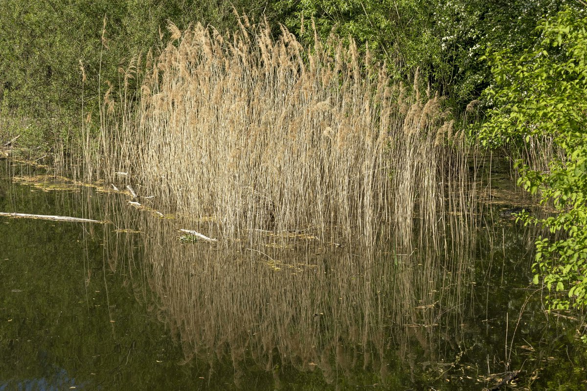 FACETS Journal (@facetsjournal) on Twitter photo New 📄 | A decision framework for the management of established biological invasions 🌱 <a href="/girls_can/">Dr. Rebecca Rooney</a>, @cdrobich, @HBraunCAN, @sarahwolfephd, @brendonlarson . Read it 👉
buff.ly/42ZYhhz
Read the PLS 👉: buff.ly/3NRJelI New 📄 | A decision framework for the management of established biological invasions 🌱 <a href="/girls_can/">Dr. Rebecca Rooney</a>, @cdrobich, @HBraunCAN, @sarahwolfephd, @brendonlarson . Read it 👉
buff.ly/42ZYhhz
Read the PLS 👉: buff.ly/3NRJelI