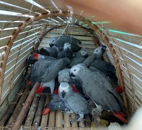 New on our sister site, Lafeber Pet Birds:  Global Parrot Conservation Spotlight - The Crucial Roles of IUCN &amp; CITES by Ann Brooks of @PhoenixLanding buff.ly/3JE8c5H  #IUCN #CITES #birds #parrots #conservation