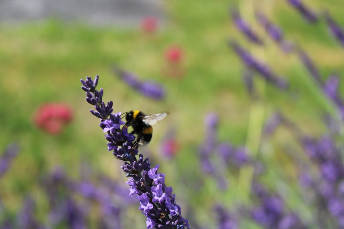 newworkjunction's tweet image. Church Street, Carlowfornia this morning and the scent of Lavender at the gates of St. Mary’s is divine. Snapped this remote working Kilkenny bee making good with our Carlow town nectar. Tried swiping at it but just too fast.