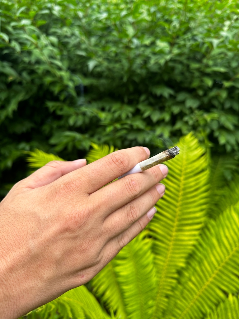 Indigrowmi's tweet photo. Did you know each one of our pre-rolls is painstakingly packed and closed by hand? We fill our pre-rolls with our premium buds, and NEVER use shake/trim. #microdifference #wecannacare #ditchthedispensary #resistcorporateweed #smokelocal #familyowned #muskegonmade #muskegonproud https://t.co/38HFMjn7Er