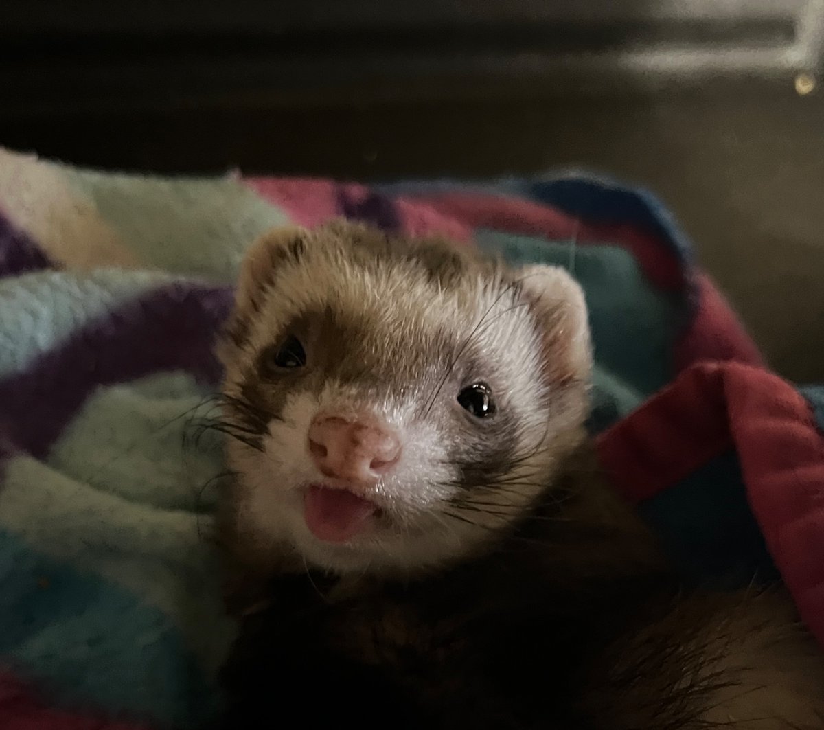 Tongue out Thursday! ⁣
.
#animal #animals #cuteanimals #cuteferrets #cutepets #exoticpet #exoticpets #ferrets #funnyferret #funnypet #furbabies #girlythings #instaanimal #instapet #petgram #petlove #pets #petsagram #petsofig #petsofinstagram #smallanimal #tongueouttuesday
