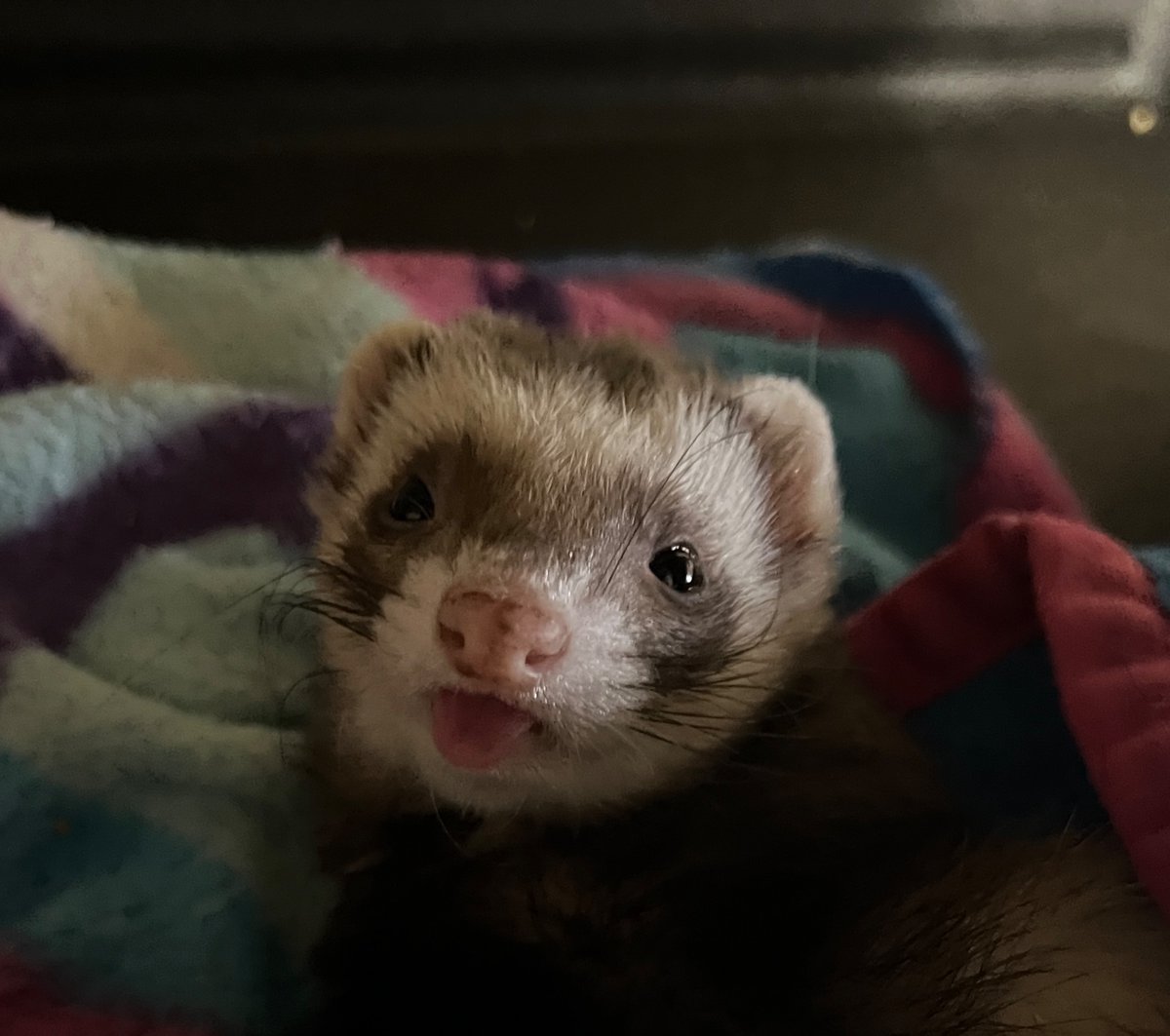 funkyfrugalmom's tweet photo. Tongue out Thursday!
.
#animal #animals #cuteanimals #cuteferrets #cutepets #exoticpet #exoticpets #ferrets #funnyferret #funnypet #furbabies #girlythings #instaanimal #instapet #petgram #petlove #pets #petsagram #petsofig #petsofinstagram #smallanimal #tongueouttuesday https://t.co/NavuLo8AkP