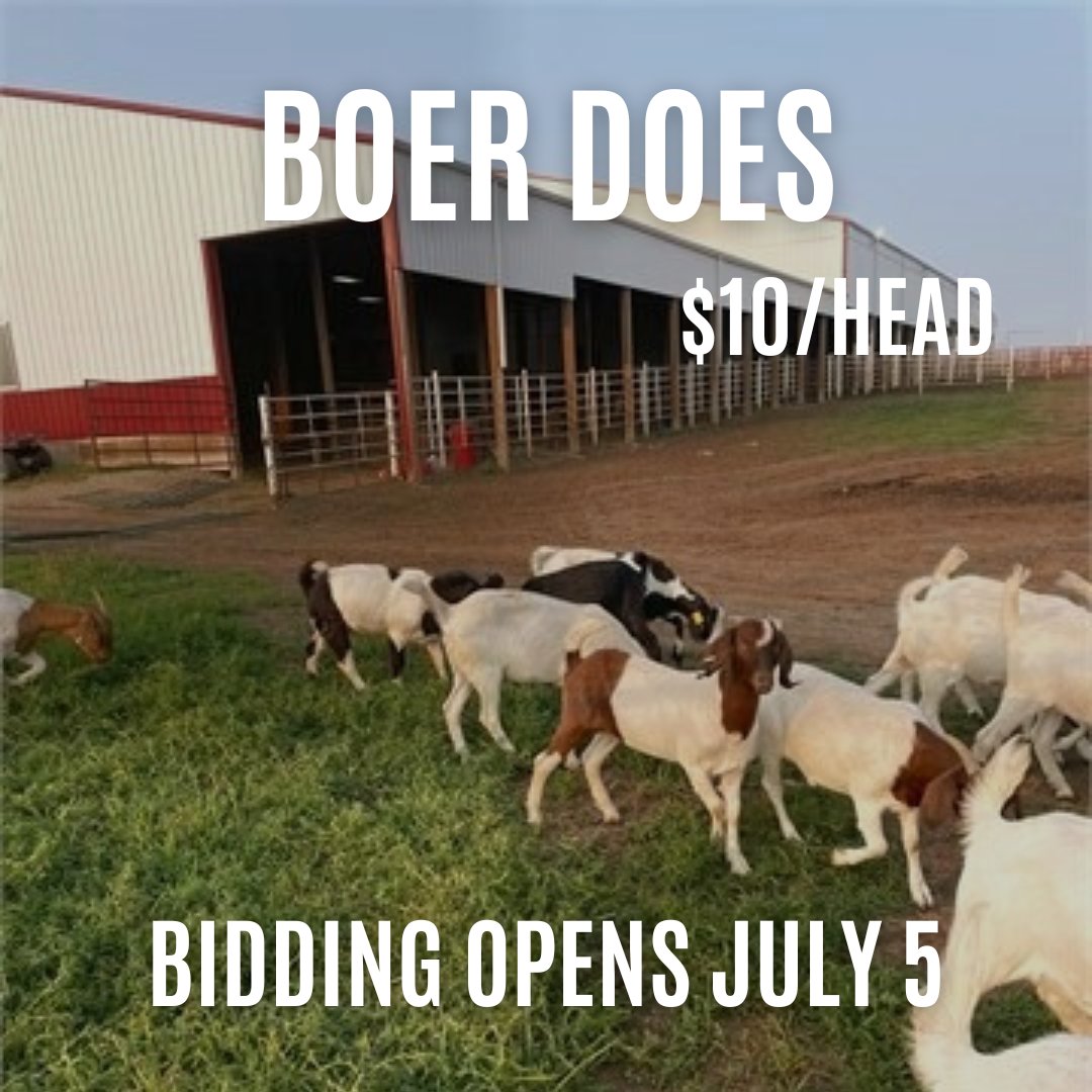 LivestockMKT on Twitter "Bidding opens on Wednesday, July 5th, on a quality set of exposed does