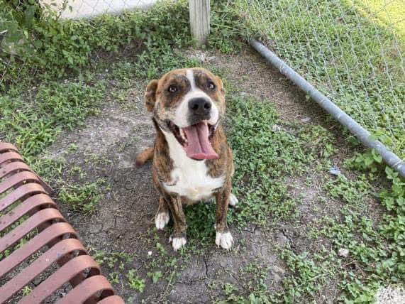 psychicwhisper3's tweet image. 💥🐾CHANEL 🆘#A356410 APBT 1Yr 
😢Fearful Female Brown &amp;amp; White Brindle
 Spayed On The 1st Day At CCACS 6/7/23
 🔥Urgent Rescue Placement Required🏃‍♀️
 Will Be Killed W/O On🔖07/03 Noon📕
 She Is Trembling &amp;amp; Petrified Needs Patient
 TLC💕Likes Treats🥰Plz #Pledge4ResQ
 #CCTX INFO⬇️