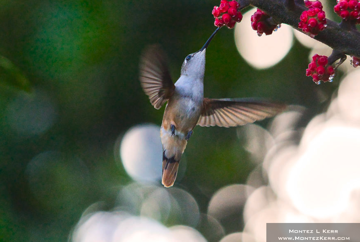 #culthummingbird #hummingbird #birdphotography #birdwahing #thebahamas #bahamawoodstar #nature #humanartist #buyintoart #AYearForArt #wildlife #photography #theBahamas #Caribbean   
  See it here ->bit.ly/3QzT0ac