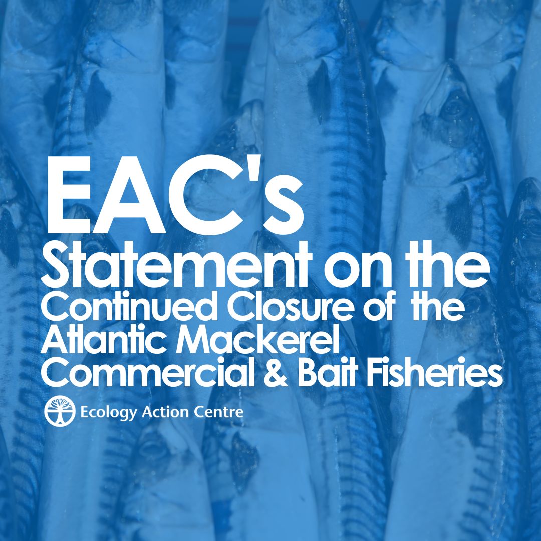 Yesterday, Canada’s Fisheries Minister announced the continued closure of the commercial and bait fisheries for Atlantic mackerel.    

Visit bit.ly/AtlMakerelStat……… to read our full statement on the closure.    

#Mackerel #FisheriesClosure #DFO