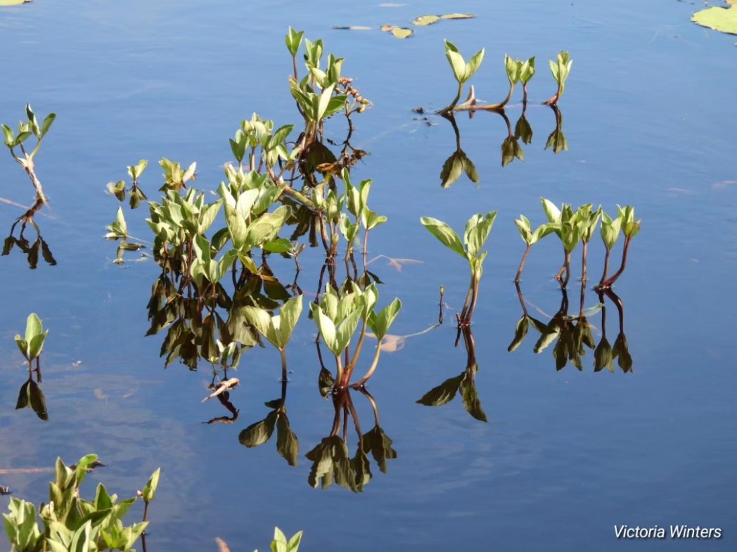 HeartofArgyll's tweet photo. 1/3 Not sure what I loved the most, the reflective calm of @nature_scot #Taynish NNR wetlands and the flitting #dragonflies and #damselflies or the #artmapargyll pop up display at the old mill along the easy walking trail..... https://t.co/ZHsEiajIqx
