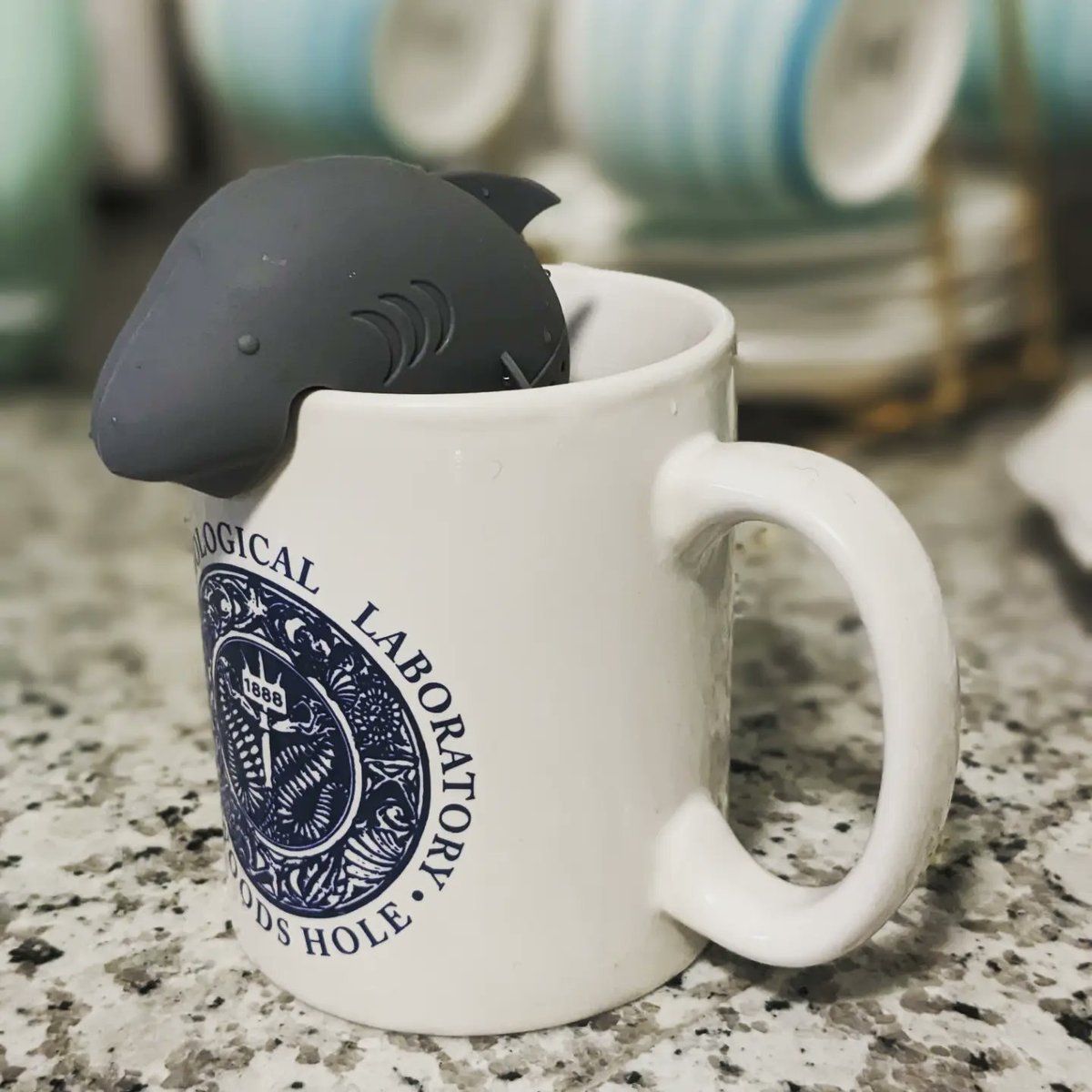 CeleWhaleStudio's tweet image. Very excited to show off my new tea infuser in one of my favorite mugs! This mug always brings back happy memories of the 'Developmental Biology of the Sea Urchin' conferences I attended there when I was a student ☺️ @WHOI #sharksnearme #mugcollection #teatime