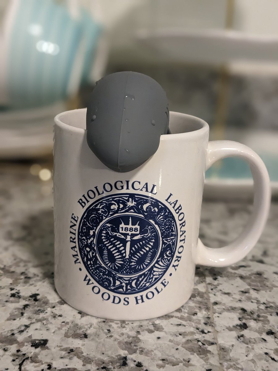 CeleWhaleStudio's tweet image. Very excited to show off my new tea infuser in one of my favorite mugs! This mug always brings back happy memories of the 'Developmental Biology of the Sea Urchin' conferences I attended there when I was a student ☺️ @WHOI #sharksnearme #mugcollection #teatime
