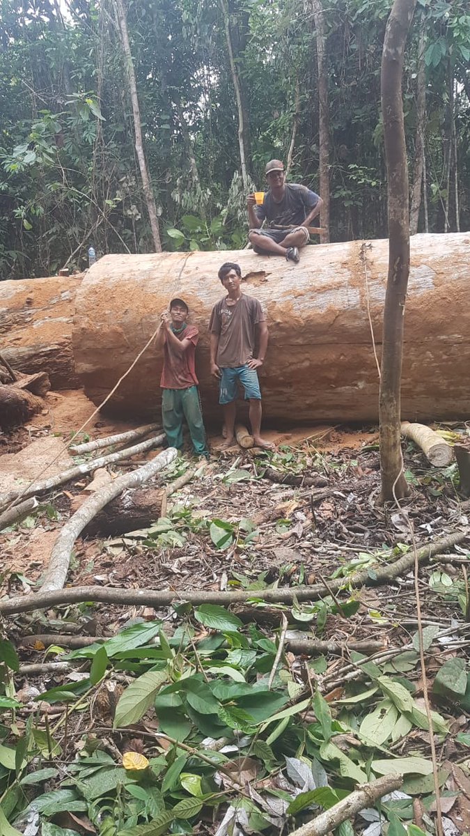 borneocarbon tweet picture
