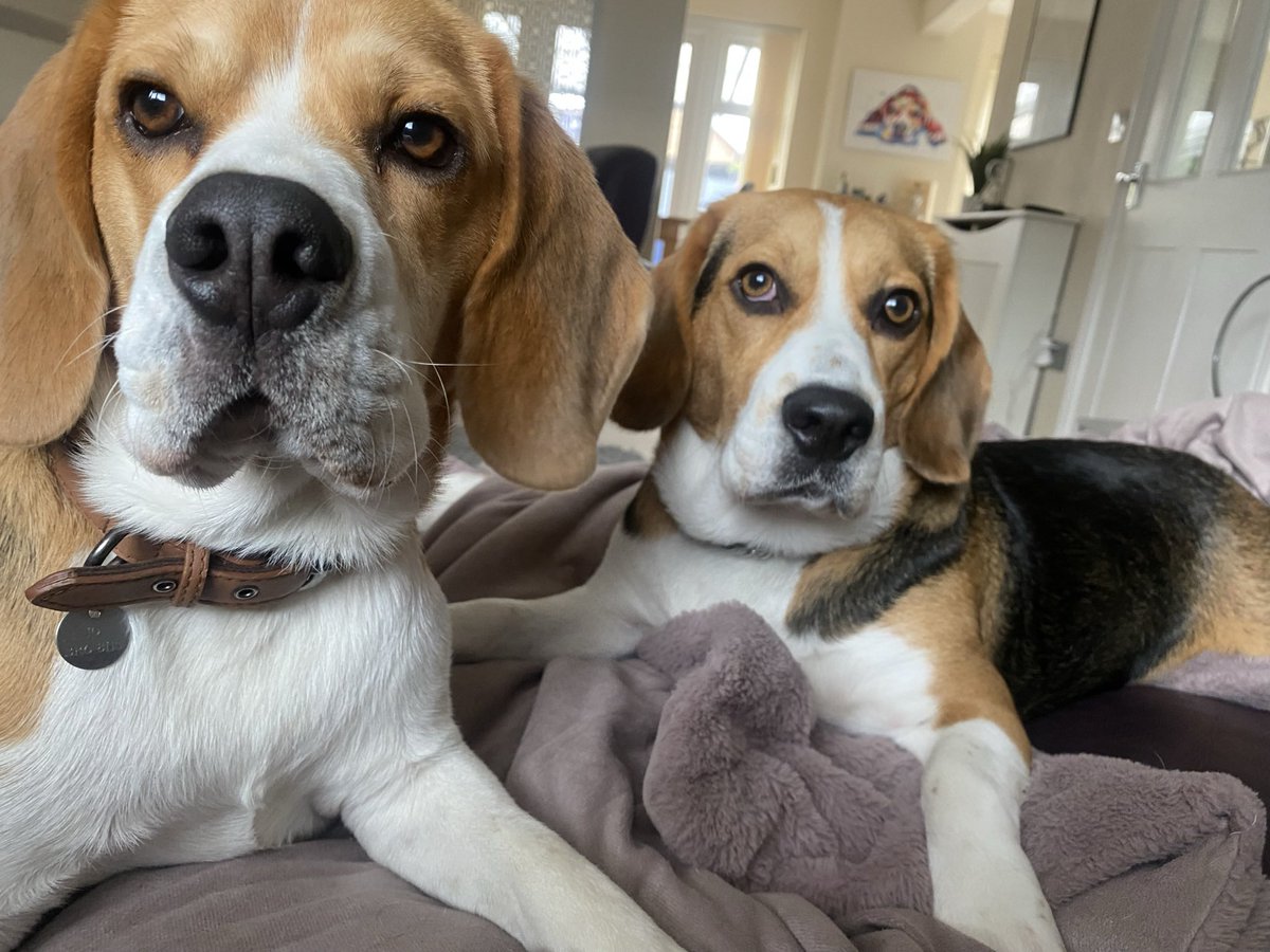 smithyknowsbest's tweet photo. @DannyAaronsFUT Get a beagle Danny https://t.co/5cme8a8pZd