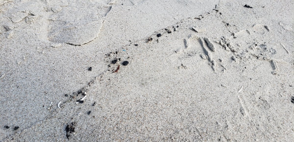 CapeCanaveralFL's tweet photo. City staff is aware of a beachside material spill at Harrison Ave. USCG and FDEP official are on scene coordinating monitoring and cleanup. Please avoid this material if possible. Updates to come as more info becomes available.
#USCG #FDEP #CityofCapeCanaveral https://t.co/uyGGfTuMGZ