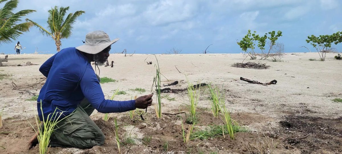 ByNewsCo's tweet photo. A first in Barbuda – using vetiver grass to stabilize s section of the sandbar in Low Bay, which encloses the Codrington lagoon.

https://t.co/PgelcN0Z7Q https://t.co/jiv618mcwk