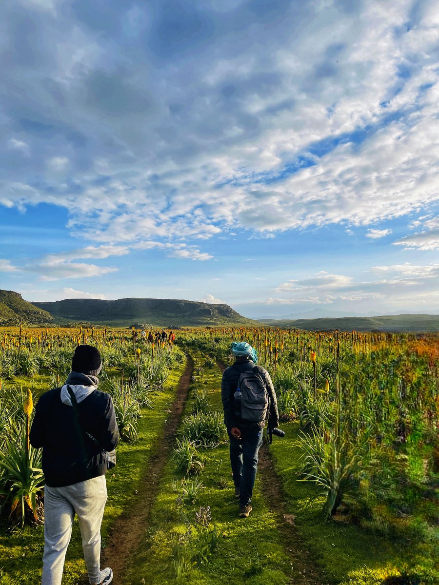 addis_hiking's tweet photo. Embrace the untamed beauty of Bale Mountains, where every step reveals a breathtaking adventure.
#NatureNirvana #MountainEscape #HikingParadise #Adventure
#BaleMountains #DiscoverWildBale
#SummitQuest #AddisHiking #LandOfOrigins https://t.co/eqN7ee7Tau